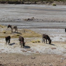 Donkeys between Uyuni and Potosi